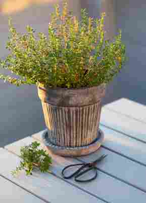 Plantas aromáticas para terraza: crea tu propio oasis