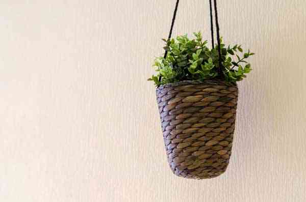 Decoración de interiores con plantas: ¡naturaleza en casa!